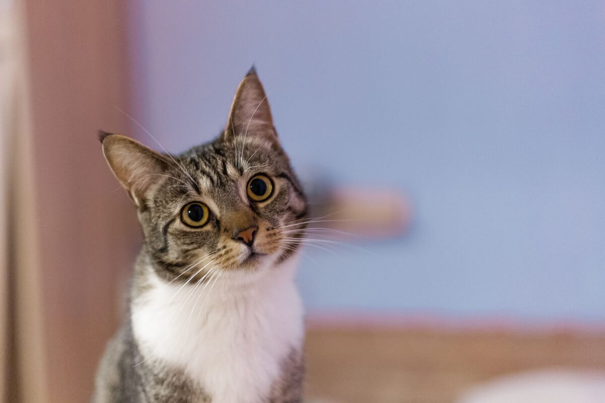 chat vous fait erreurs fréquentes éviter
