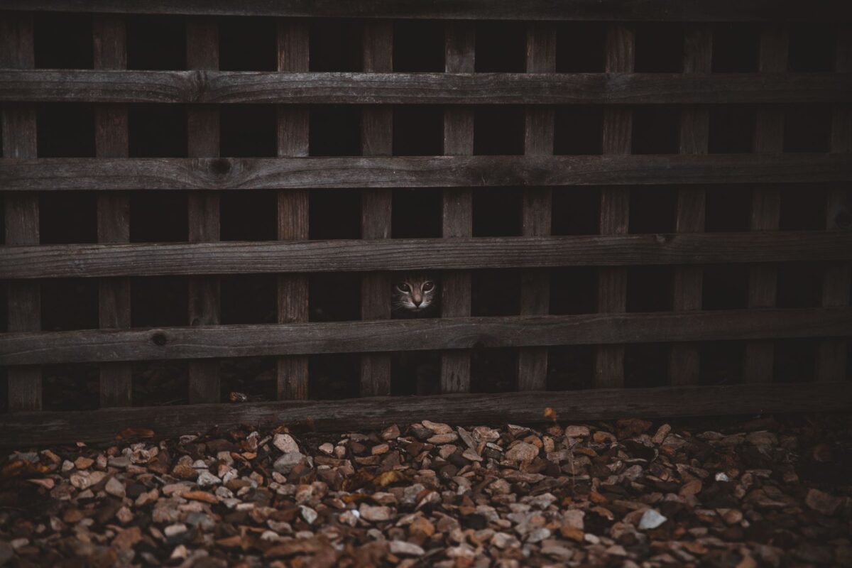 chat vous fait se passe il